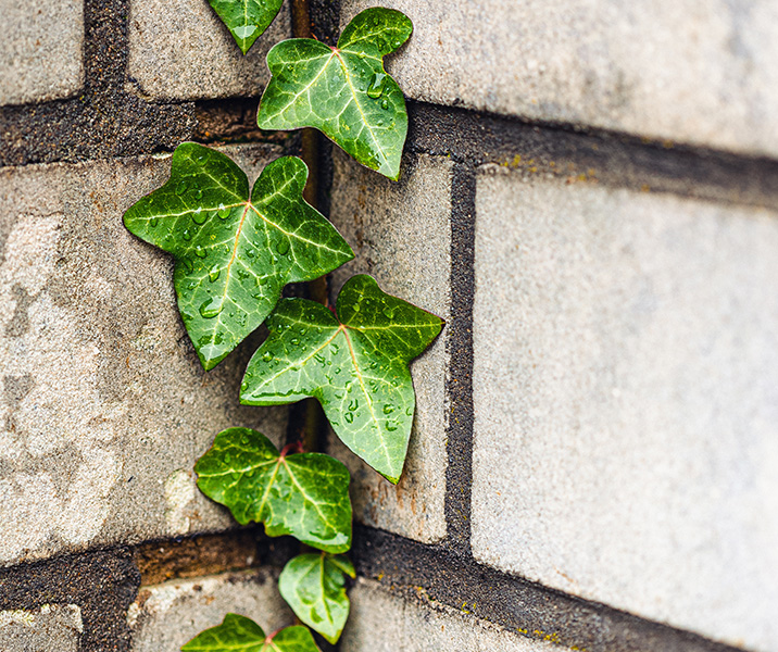 permisdeplanter